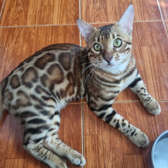เบงกอล (Bengal House Cat) แมวเบงกอล