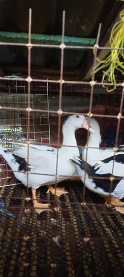 เป็ดเทศ รูปที่ 4