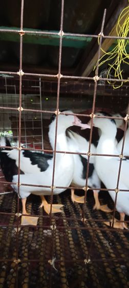 เป็ดเทศ รูปที่ 5