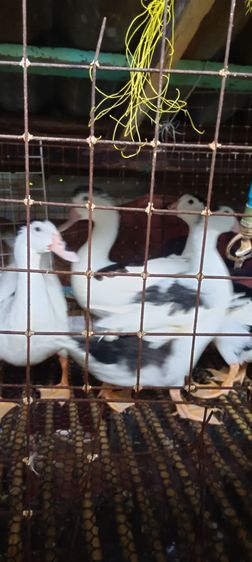 เป็ดเทศ รูปที่ 2