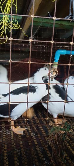 เป็ดเทศ รูปที่ 3