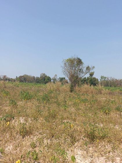 ใช่ ขายที่ดินสวนเจ้าของที่ขายเองราคาคุยกันได้บรรยากาศดีมากเหมาะทำสวนสร้างบ้านได้ค่ะครุฑแดงมีฉโฉนดที่ดินพร้อมโอนค่ะเจ้าของใจดีมากจ้า