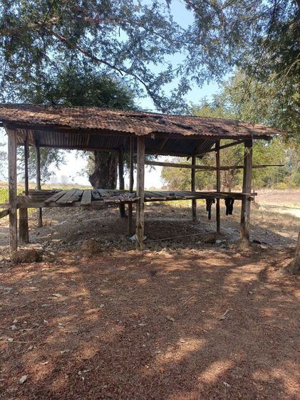 ใช่ ขายที่ดินสวนเจ้าของที่ขายเองราคาคุยกันได้บรรยากาศดีมากเหมาะทำสวนสร้างบ้านได้ค่ะครุฑแดงมีฉโฉนดที่ดินพร้อมโอนค่ะเจ้าของใจดีมากจ้า รูปที่ 3