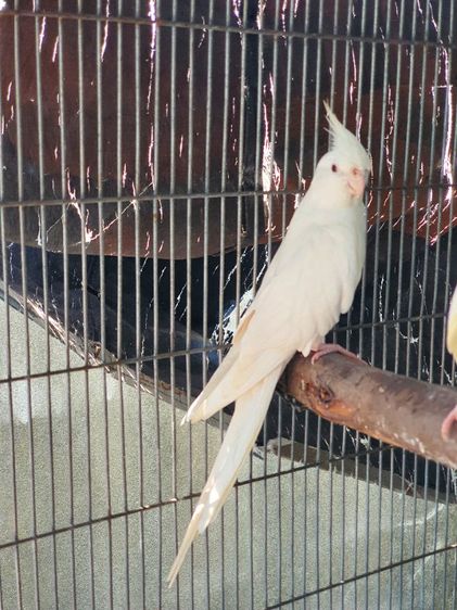 คอกคาเทล รูปที่ 2