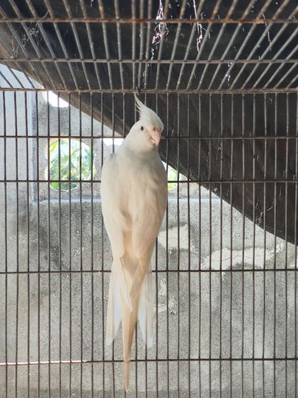คอกคาเทล