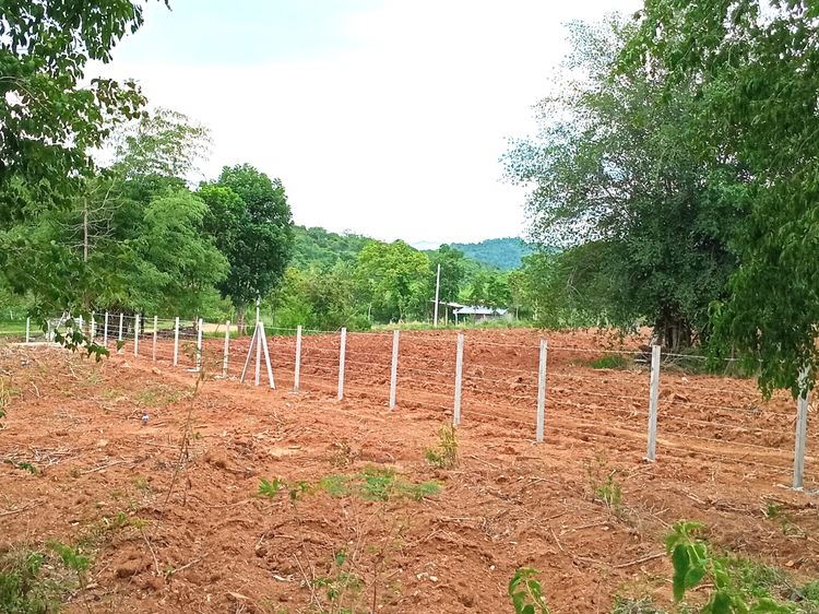 1-3-36 ไร่ โฉนดครุฑแดง ที่ดิน มวกเหล็ก สระบุรี รูปที่ 3