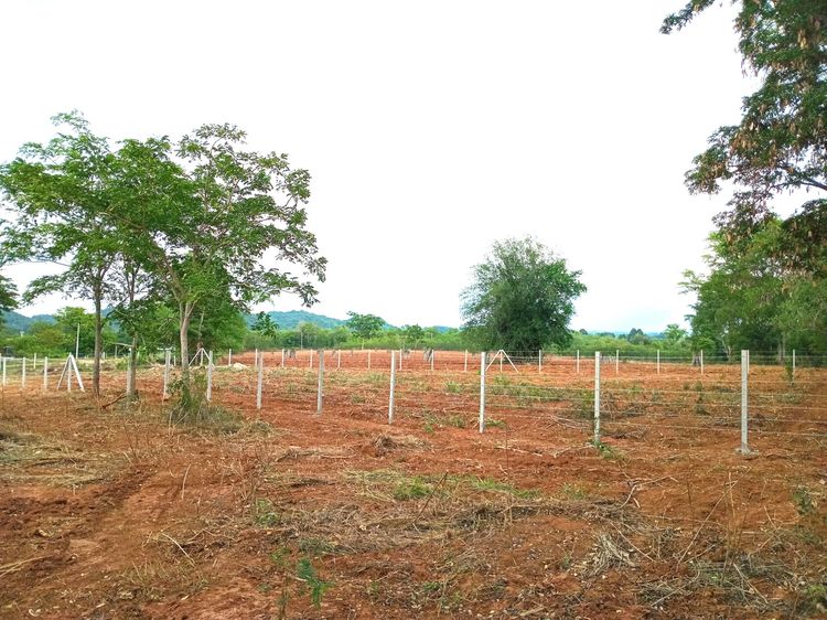 1-3-36 ไร่ โฉนดครุฑแดง ที่ดิน มวกเหล็ก สระบุรี รูปที่ 2