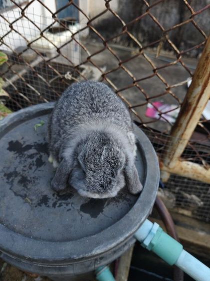 กระต่ายHL รูปที่ 3