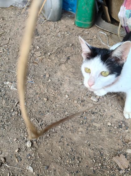 แมวพันธุ์ไทย รูปที่ 5