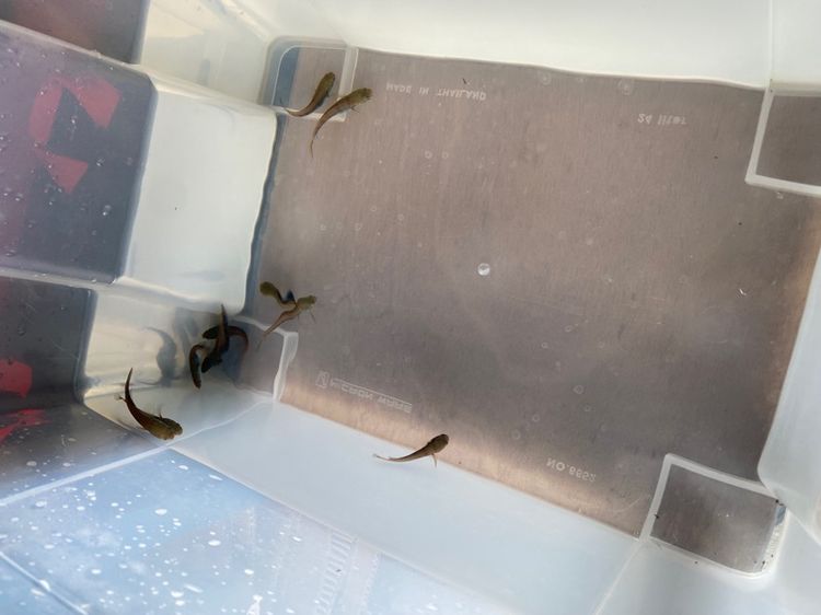 ปลาช่อนสี แดงบาริโต้ เหลืองเซ็นทารัม แดงปันกาลันบัน รูปที่ 10