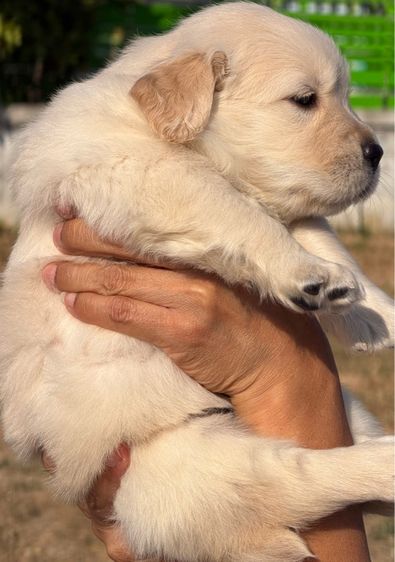 น้องโกบเด้นรีทริฟเวอร์ Oversized  รูปที่ 3