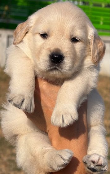 โกลเด้นรีทรีฟเวอร์ (Golden Retriever) ใหญ่ น้องโกบเด้นรีทริฟเวอร์ Oversized 