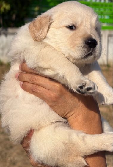 น้องโกบเด้นรีทริฟเวอร์ Oversized  รูปที่ 2