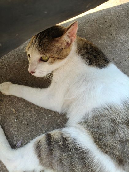 แมวพันธุ์ไทยน่ารัก