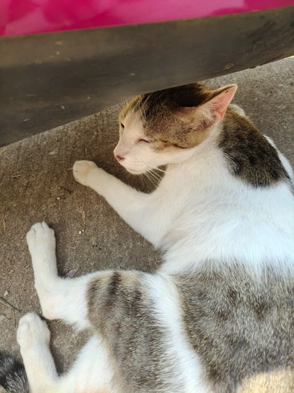 แมวพันธุ์ไทยน่ารัก รูปที่ 3