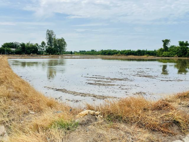 ใช่ ที่ดิน อ.หนองหญ้าไซ จ.สุพรรณบุรี ไร่ละ 300,000 ค่ะ รูปที่ 3