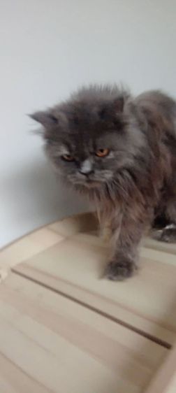 เปอร์เซีย เพศเมีย รูปที่ 5