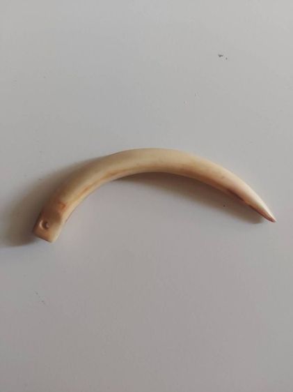 เขี้ยวหมูตัน แท้จาก เมืองตาก รูปที่ 2