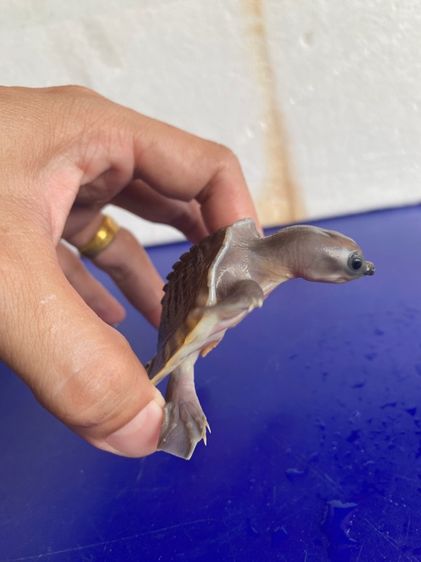 เต่าหมูบินน้ำจืด รูปที่ 2