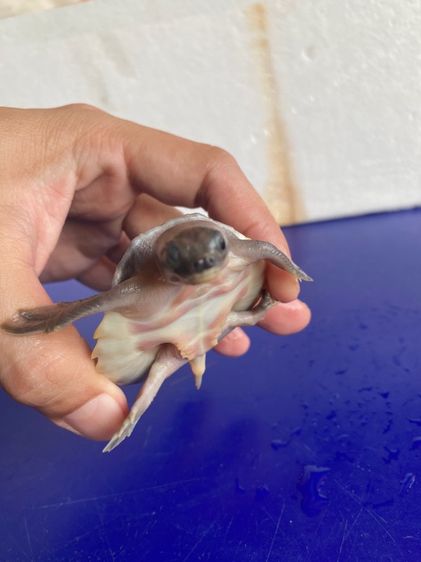 เต่าหมูบินน้ำจืด รูปที่ 3