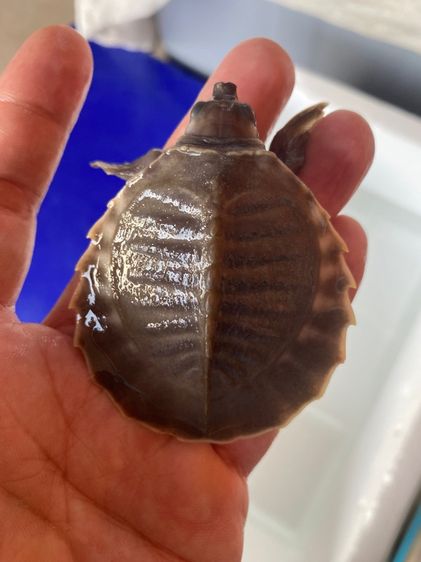 เต่าหมูบินน้ำจืด