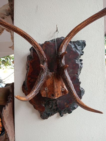 ละมั่งแท้พร้อมปุ่มไม้มะค่าสภาพเยี่ยมเก่าโบราณ รูปที่ 8