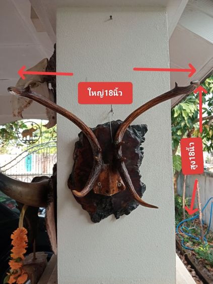 ละมั่งแท้พร้อมปุ่มไม้มะค่าสภาพเยี่ยมเก่าโบราณ