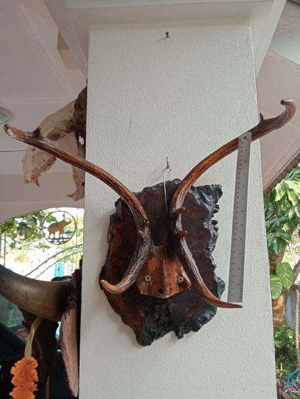 ละมั่งแท้พร้อมปุ่มไม้มะค่าสภาพเยี่ยมเก่าโบราณ รูปที่ 5