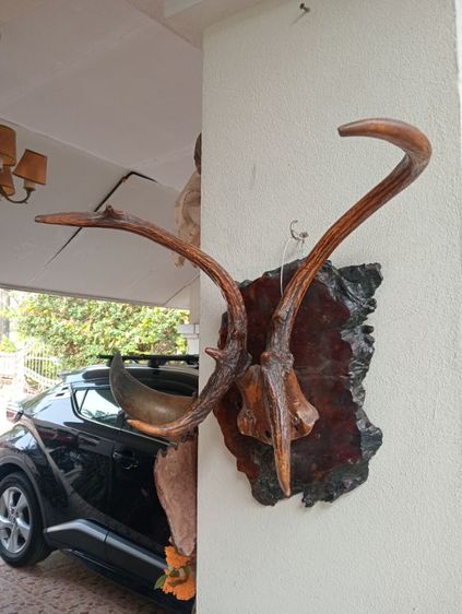 ละมั่งแท้พร้อมปุ่มไม้มะค่าสภาพเยี่ยมเก่าโบราณ รูปที่ 10