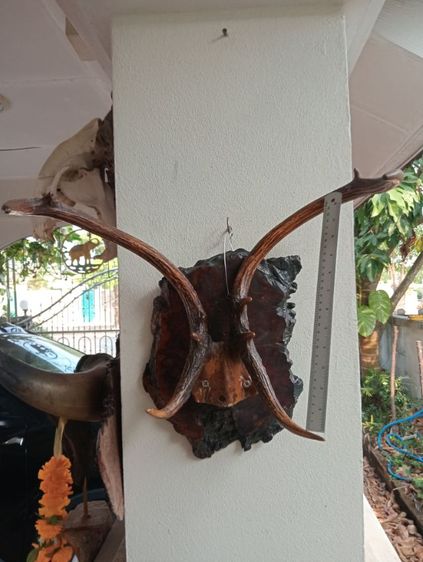 ละมั่งแท้พร้อมปุ่มไม้มะค่าสภาพเยี่ยมเก่าโบราณ รูปที่ 16