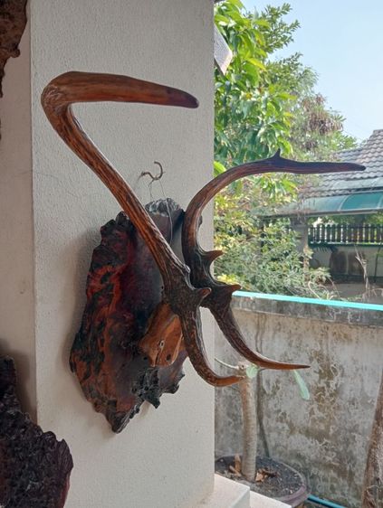 ละมั่งแท้พร้อมปุ่มไม้มะค่าสภาพเยี่ยมเก่าโบราณ รูปที่ 2