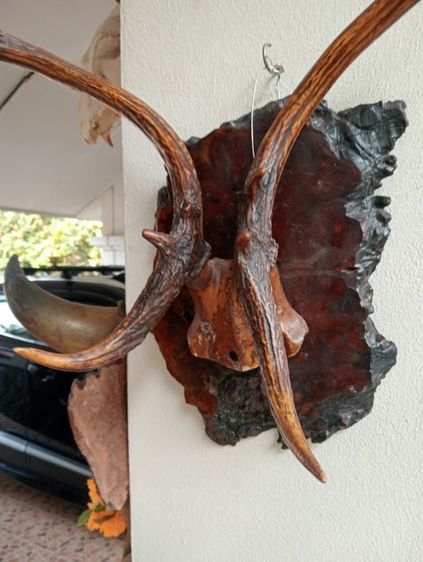 ละมั่งแท้พร้อมปุ่มไม้มะค่าสภาพเยี่ยมเก่าโบราณ รูปที่ 14