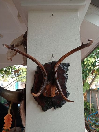 ละมั่งแท้พร้อมปุ่มไม้มะค่าสภาพเยี่ยมเก่าโบราณ รูปที่ 7