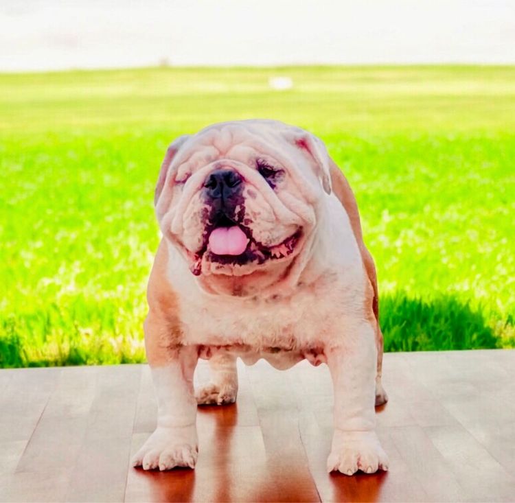 บูลด็อก (Bulldog) กลาง โปร รับผสม อิงลิชบูด็อก