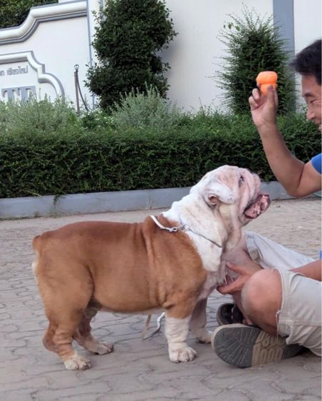 โปร รับผสม อิงลิชบูด็อก รูปที่ 2