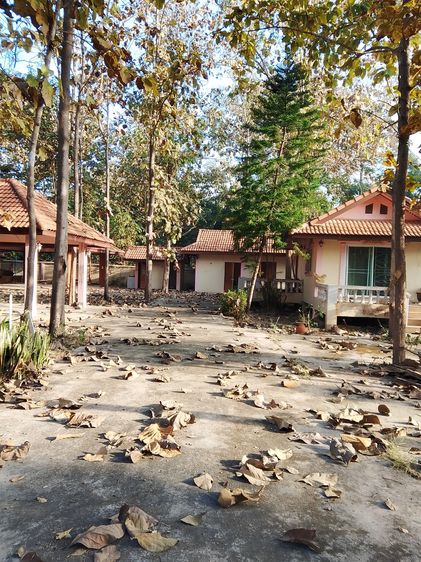 บ้านสวนที่ดิน 393 ตารางวา รูปที่ 2