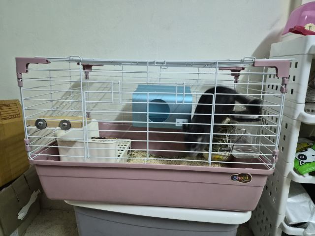 ขายชินชิลล่า ส่งต่อราคาถูก พร้อมกรง และ อปก