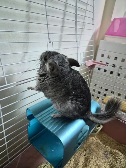 ขายชินชิลล่า ส่งต่อราคาถูก พร้อมกรง และ อปก รูปที่ 3