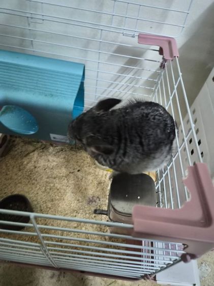 ขายชินชิลล่า ส่งต่อราคาถูก พร้อมกรง และ อปก รูปที่ 2