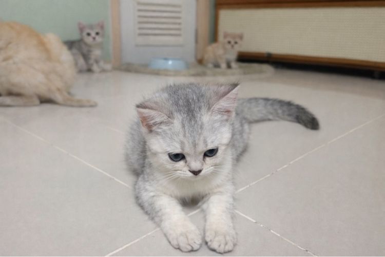 ดู.ญ สก็อตติส  รูปที่ 3