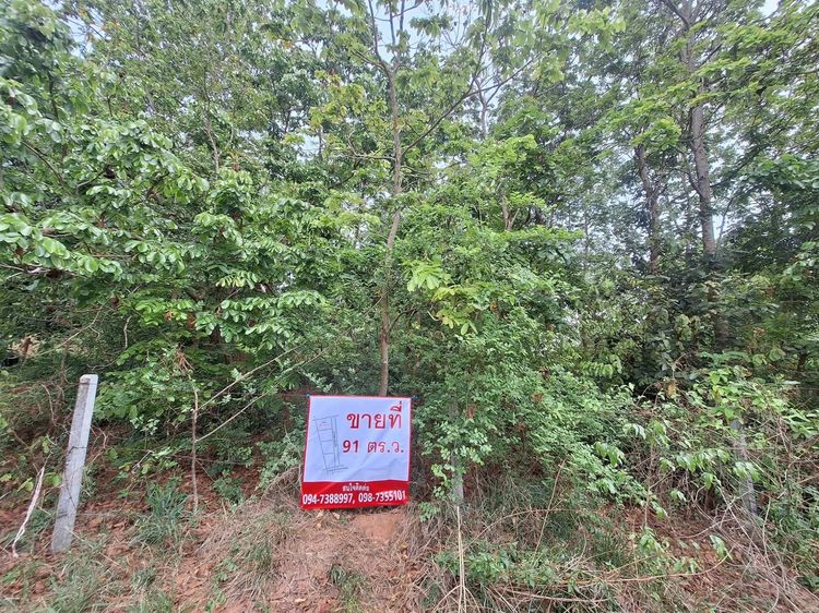 ขายที่ดิน 91 ตารางวา ราคา 880,000 บาท ฟรีค่าโอน รูปที่ 3