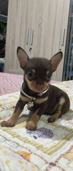 ชิวาว่าทอยพันธุ์จิ๋ว สีข้อกโกแลต 4ตา 20นิ้ว เพศชาย รูปที่ 7