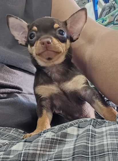 ชิวาว่าทอยพันธุ์จิ๋ว สีข้อกโกแลต 4ตา 20นิ้ว เพศชาย รูปที่ 6