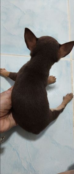 ชิวาว่าทอยพันธุ์จิ๋ว สีข้อกโกแลต 4ตา 20นิ้ว เพศชาย รูปที่ 9