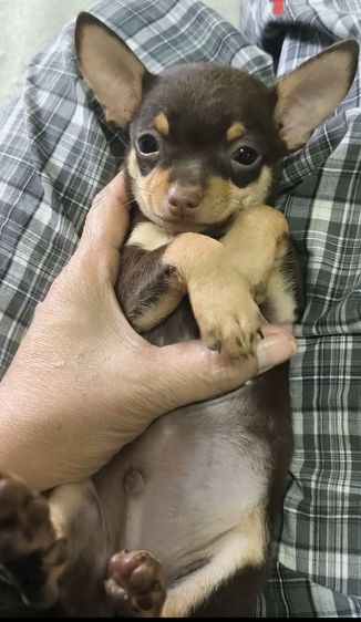 ชิวาว่าทอยพันธุ์จิ๋ว สีข้อกโกแลต 4ตา 20นิ้ว เพศชาย รูปที่ 11