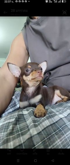 ชิวาว่าทอยพันธุ์จิ๋ว สีข้อกโกแลต 4ตา 20นิ้ว เพศชาย รูปที่ 12