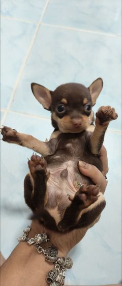 ชิวาว่าทอยพันธุ์จิ๋ว สีข้อกโกแลต 4ตา 20นิ้ว เพศชาย รูปที่ 4