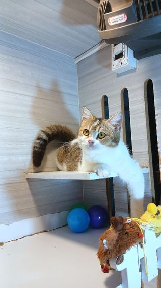สก็อตติช โฟลด์ (Scottish Fold) แมวสก้อตติช เพศเมีย อายุ7เดือน วัคซีนแล้ว1เข็ม ก่อนย้ายตรวจหัดแมวฟรีรับประกันเอดส์แมวกับรูคีเมีย