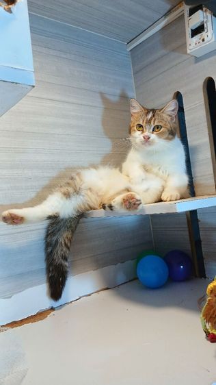 แมวสก้อตติช เพศเมีย อายุ7เดือน วัคซีนแล้ว1เข็ม ก่อนย้ายตรวจหัดแมวฟรีรับประกันเอดส์แมวกับรูคีเมีย รูปที่ 9