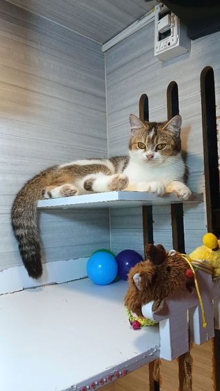 แมวสก้อตติช เพศเมีย อายุ7เดือน วัคซีนแล้ว1เข็ม ก่อนย้ายตรวจหัดแมวฟรีรับประกันเอดส์แมวกับรูคีเมีย รูปที่ 15